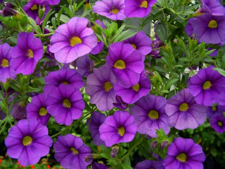 Calibrachoa'Noa Blue Legend'
